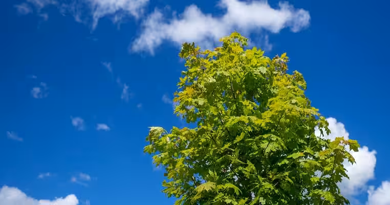 Lush green tree with bright leaves under a blue sky with clouds.